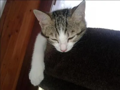 En moyenne, combien de temps par jour le chat adulte rêve-t-il ?