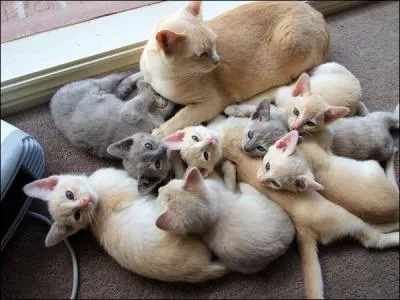 Combien de temps la chatte est-elle enceinte ?