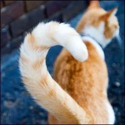 Lorsque le chat te croise et lève la queue, que fait-il ?