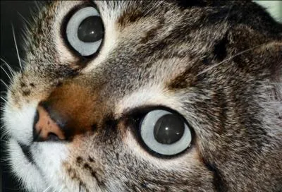 Par quel sens les chats communiquent-ils le plus ?