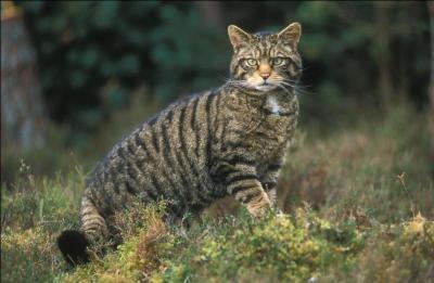 Les chats sauvages sont-ils plus gros que les chats domestiques ?