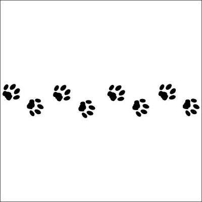 Quelles sont les pattes les plus puissantes du chat ?