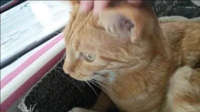 De combien de degrés est le champ visuel du chat ?