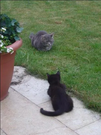 Est-il vrai que les mâles ont un territoire plus grand que celui des femelles ?