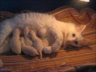 Combien, au maximum, une chatte peut-elle avoir de petits dans une seule portée ?