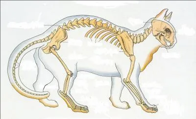 Combien d'os possède un chat ?