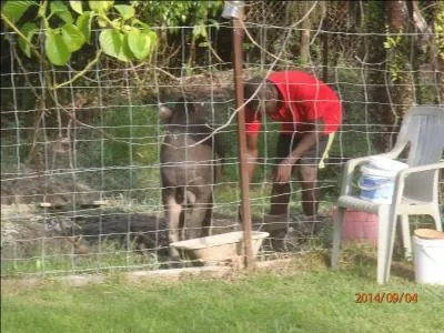 Pourtour de temples grecs, entouré de statues ou d'une clôture !