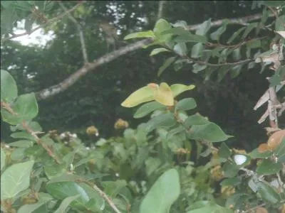 Indispensables dans un orchestre !