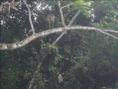 Habitants de Sarlat, dont vous devez trouver le nom, sous peine de passer pour des truffes !