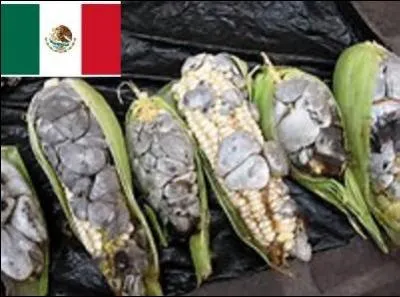 Où consommerez-vous du maïs moisi, charbonneux ?