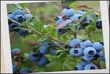 Le bleuet, est une vraie perle bleue du Nouveau monde, délicieux et plein de ressources ! Où trouve-t-on ces cousins des myrtilles ?