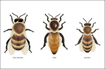 Dans une ruche, la reine des abeilles domestiques vit en moyenne 10 ans.