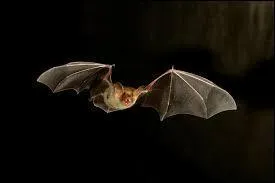 Les humains n'entendent pas les cris qu'une chauve-souris émet pour pouvoir se déplacer dans le noir.