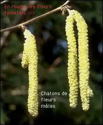 Cette photo vous présente des fleurs.