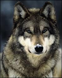 Comment traduit-on le mot "loup" en anglais ?