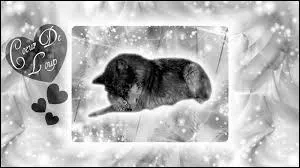 Qui chante "Coeur de loup" dans les années 80 ?