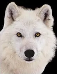 Que signifie l'expression "Être connu comme le loup blanc" ?