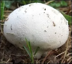 En vous aidant de la photo, trouvez le nom de ce champignon.