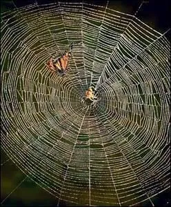 De combien de pattes les araignées sont-elles dotées ?