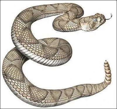 Quel serpent est surnommé "le serpent à sonnette" ?