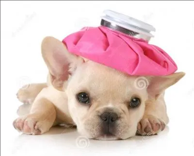 Votre vétérinaire est aux abonnés absents. Vous décidez de donner du paracétamol à votre chiot :