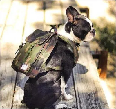 C'est le grand jour, à savoir le premier cours d'éducation de votre chiot.
Pour le récompenser, vous avez prévu :