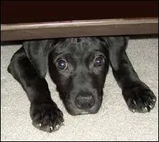 Ce soir, un violent orage éclate. Votre chiot est paniqué, et tremble de peur. 
Quelle est votre réaction ?