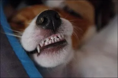 Vous vous ennuyez fermement, une idée loufoque vous vient à l'esprit : Vous décidez de compter les dents de votre chiot de 10 mois.