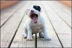 Chez le chien, le bâillement est une forme de communication. Justement, votre chiot baille à s'en décrocher la mâchoire. Quelle en est selon vous la raison ?