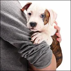 Le jour « J » est arrivé. À l'achat, le chiot doit :