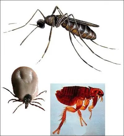 Une de vos amies vous appelle en larmes car son chien âgé de 9 mois est décédé de la piroplasmose. Cette maladie est transmise par :