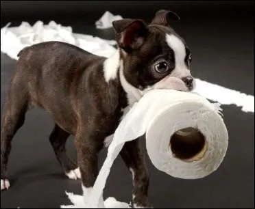 Comment selon vous apprendre la propreté à votre chiot ?