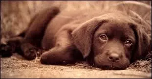 Votre chiot semble abattu, il ne veut pas jouer avec vous. Inquiet vous prenez sa température. Le verdict tombe : 38, 5 ° C :