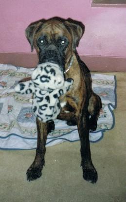 Quiz Chiens