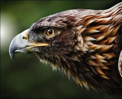 De quel dieu grec est-il l'animal favori ?