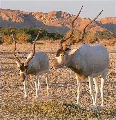 Antilope du Sahara :