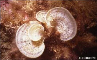 Petite algue brune :