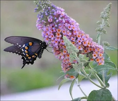 Arbuste aux petites fleurs en grappes très parfumées attirant les papillons :