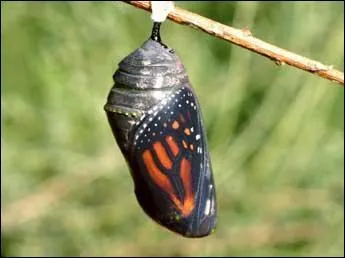 « La chrysalide » est un synonyme de la nymphe qui deviendra papillon.