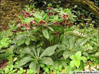 Herbe aux fous, rose de Noël, rose de Carême :