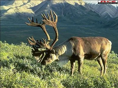 Grand cervidé aux bois larges et plats :