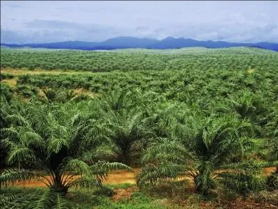 Palmier à huile fournissant l'huile de palme et l'huile de palmiste :