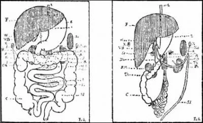 Troisième partie de l'intestin grêle, entre le jéjunum et le côlon :
