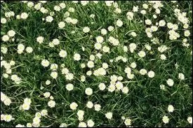 Quelles sont ces fleurs ?