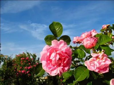 Quelles sont ces fleurs ?