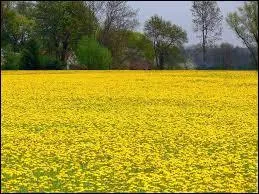 Quelles sont ces fleurs qui recouvrent les champs ?