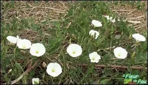 Quelles sont ces fleurs ?