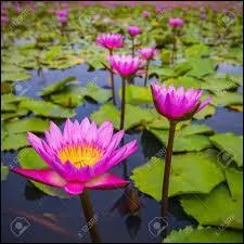 Quelles sont les fleurs ?