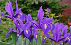 Quel sont ces grandes fleurs ?