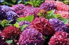 Quelles sont ces fleurs ?